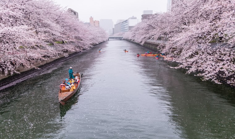 Cherry blossoms and tourists in the boat on the Sumida river at rainy day, Koto ward, Tokyo, Japan, Spring