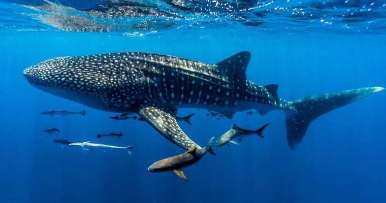 A whale shark at Ningaloo Reef